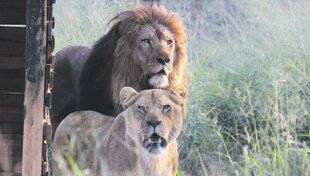 Les Veillées des Chaumières 3660 Le fabuleux destin de deux lions orphelins