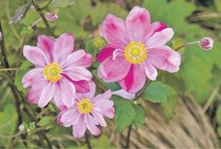 Les Veillées des Chaumières 3660 Gracieuses anémones du Japon