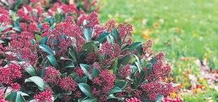 Les Veillées des Chaumières 3660 Le skimmia du Japon illumine l'hiver