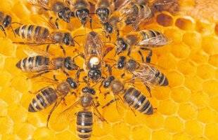 Les Veillées des Chaumières 3661 Une reine sous surveillance