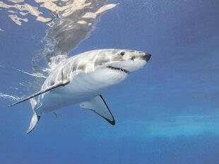 Les Veillées des Chaumières 3661 Les vraies dents de la mer