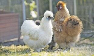 Les Veillées des Chaumières 3661 L'élégante des basses-cours