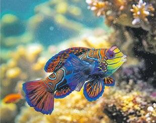 Les Veillées des Chaumières 3661 L'artificier des profondeurs