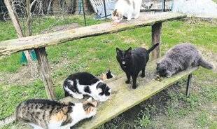 Les Veillées des Chaumières 3662 Bienvenue à la maison de retraite des chats