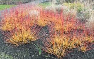 Les Veillées des Chaumières 3662 Les cornus colorent l'hiver