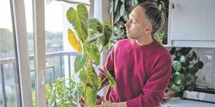 Les Veillées des Chaumières 3662 On adopte ces plantes d'intérieur