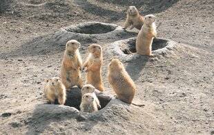 Les Veillées des Chaumières 3663 Le chien de prairie n'a rien d'un toutou !