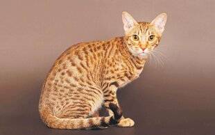 Les Veillées des Chaumières 3663 L'ocicat, un petit fauveau destin étonnant