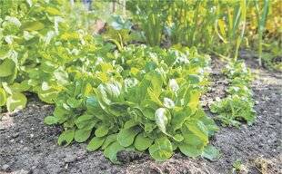 Les Veillées des Chaumières 3663 La mâche, exquise et facile à vivre