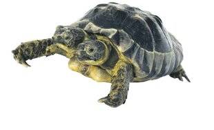 Les Veillées des Chaumières 3664 Janus, la tortue bicéphale