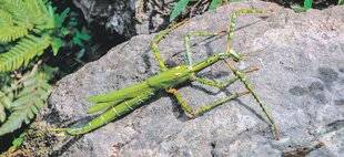 Les Veillées des Chaumières 3664 Les phasmes Goliath