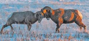 Les Veillées des Chaumières 3664 Le mouflon,roi des montagnes