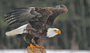 Les Veillées des Chaumières 3664 Ces animaux choisis comme emblème d'un pays