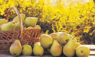 Les Veillées des Chaumières 3664 Une poire pour l'hiver