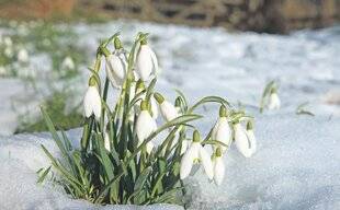Les Veillées des Chaumières 3664 La fleur qui nargue l'hiver