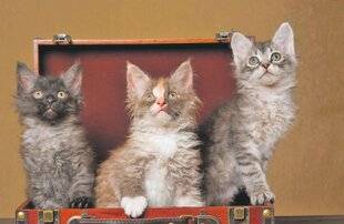 Les Veillées des Chaumières 3665 Un matou qui défrise