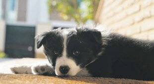 Les Veillées des Chaumières 3666 Recherche Willie désespérément