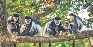 Les Veillées des Chaumières 3666 Le singe funambule