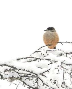 Les Veillées des Chaumières 3667 Pâleur d'hiver