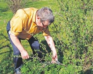 Les Veillées des Chaumières 3667 Couper pour une meilleure repousse