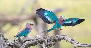 Les Veillées des Chaumières 3668 Un arc-en-ciel volant