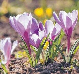 Les Veillées des Chaumières 3669 Le motde la rédac'