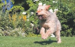 Les Veillées des Chaumières 3669 Le chien qui chassait les loutres