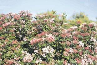 Les Veillées des Chaumières 3669 Discret mais résistant