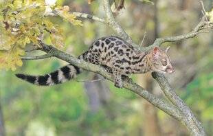 Les Veillées des Chaumières 3670 Non, ce n'est pas un chat !