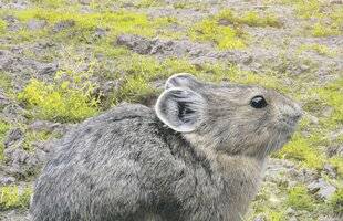 Les Veillées des Chaumières 3671 Un lapin magique du bout du monde
