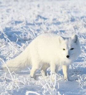Les Veillées des Chaumières 3672 Un renard écolo