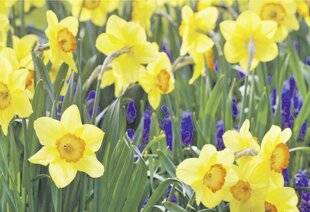 Les Veillées des Chaumières 3672 Les jonquilles