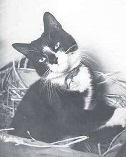 Les Veillées des Chaumières 3673 Heureux chat noir