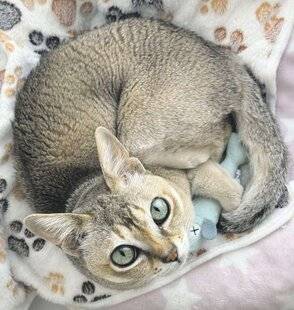 Les Veillées des Chaumières 3673 Le singapura, un petit chat au grand charme