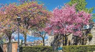 Les Veillées des Chaumières 3673 Flamboyant messager du printemps