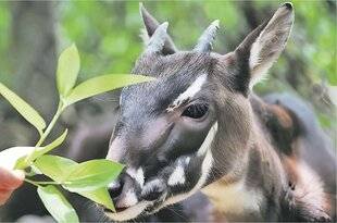 Les Veillées des Chaumières 3674 À la recherche du mythique saola