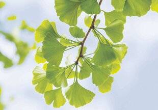 Les Veillées des Chaumières 3675 L'arbre aux écus d'or*