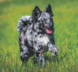 Les Veillées des Chaumières 3675 Le Mudi, un chien de berger venu de Hongrie
