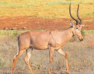 Les Veillées des Chaumières 3676 L'hirola, une antilope au bord de l'extinction