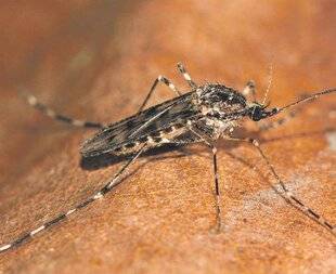Les Veillées des Chaumières 3677 Des moustiques réchauffés