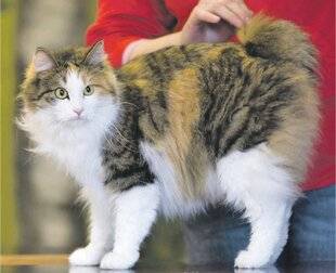 Les Veillées des Chaumières 3677 Un chat venu du froid