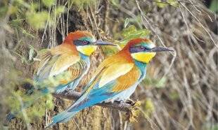 Les Veillées des Chaumières 3678 La fine mouche du ciel