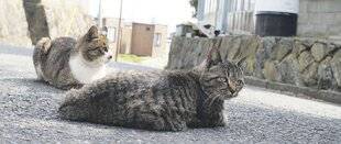 Les Veillées des Chaumières 3679 L'île aux chats