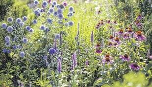 Les Veillées des Chaumières 3679 L'échinops, l'oursin bleu des jardins secs