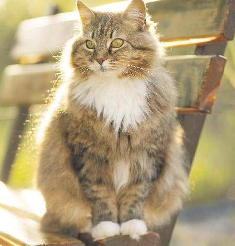 Les Veillées des Chaumières 3680 Le chat met le monde à ses pattes…