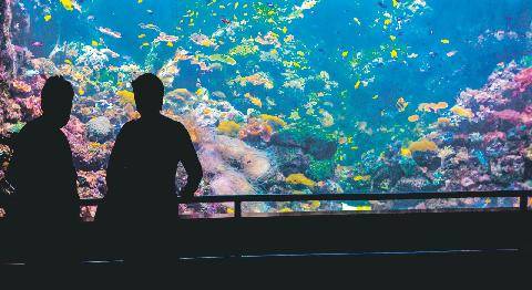 Les Veillées des Chaumières 3680 Sea Life Paris L’aquarium de Val d’Europe