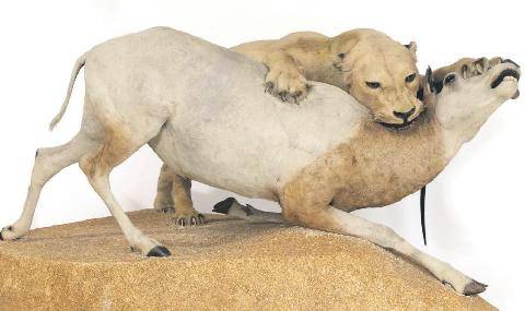 Les Veillées des Chaumières 3683 Des artistes dans les pas des naturalistes