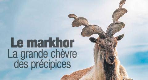 Les Veillées des Chaumières 3683 Le markhor La grande chèvre des précipices