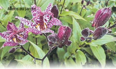 Les Veillées des Chaumières 3683 Le lys crapaud Une élégante floraison d’automne