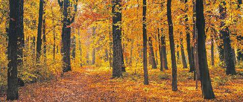 Les Veillées des Chaumières 3684 La forêt